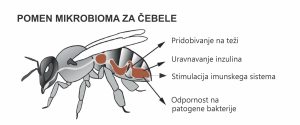 pomen mikrobioma za čebele