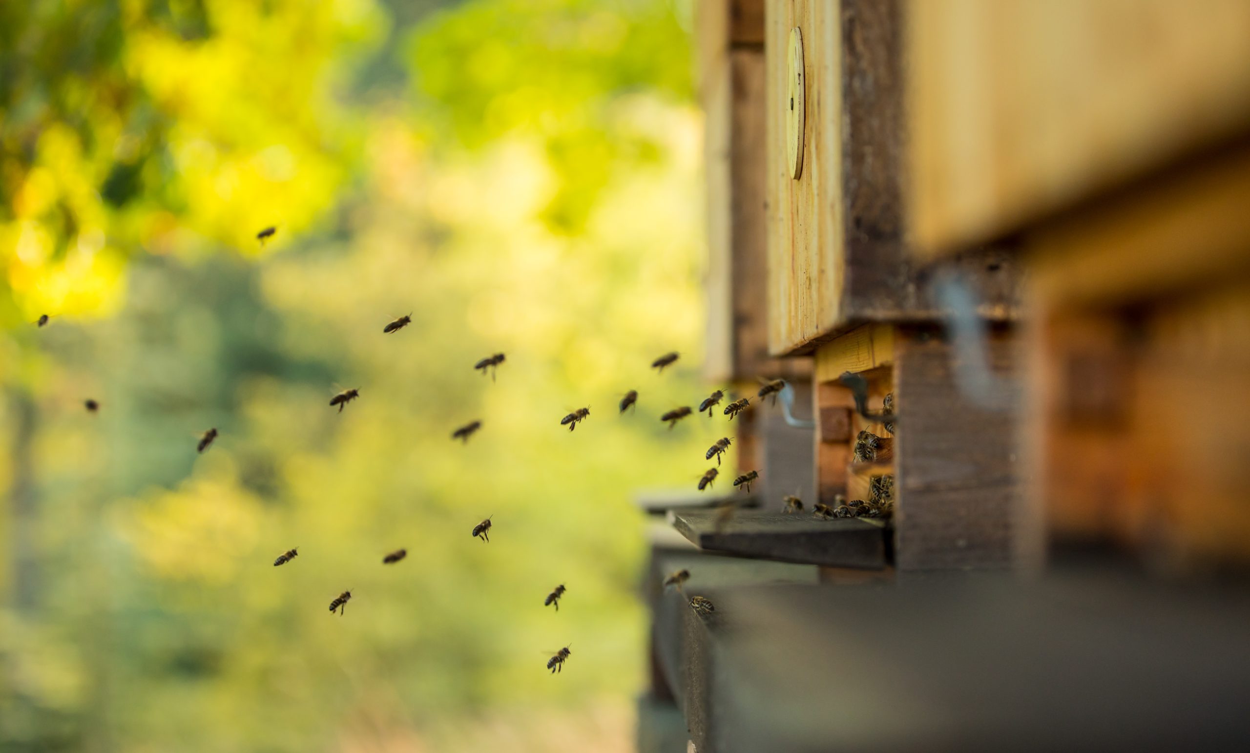 Kaj je EM Probiotic for Bees in zakaj ga uporabljati v čebelarstvu?